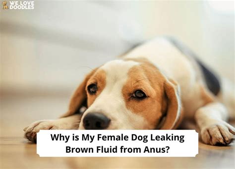 why is my female dog leaking brown fluid from anus|Why is My Female Dog Leaking Brown Fluid From Anus: 5 Causes